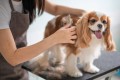 How to choose the best pet grooming boca raton services?