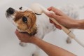 Dog Grooming to Keep Your Puppy Friend Healthy          